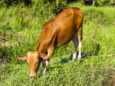 kahverengi inek alanda çim yeme 