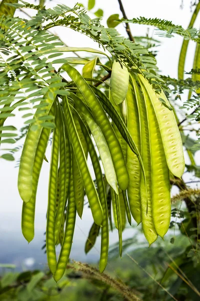 Leucaena leucocephala — Stock Photo, Image