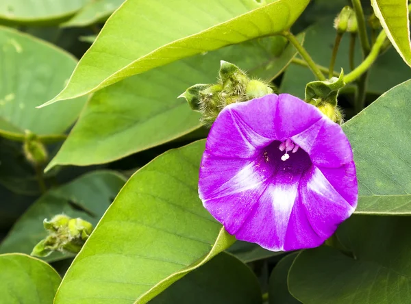 Ipomoea klaverzuring — Stockfoto