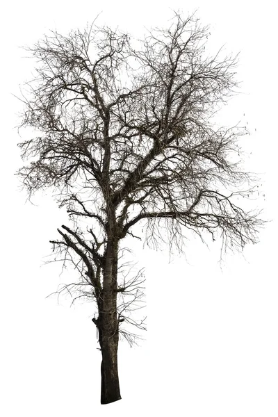 Dead tamarind tree isolated — Stock Photo, Image