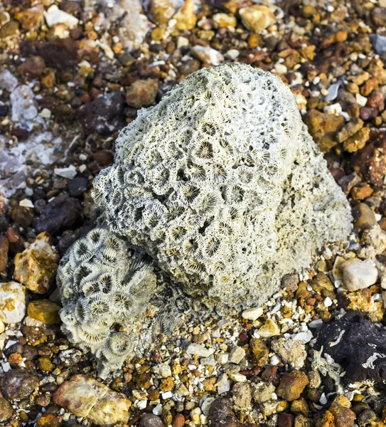 Mercan fosil kaya — Stok fotoğraf