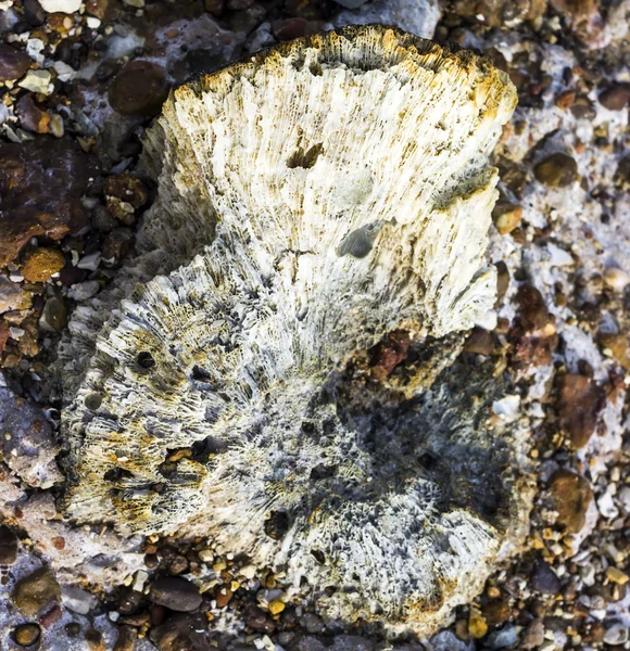 Fossili di Corallo — Foto Stock