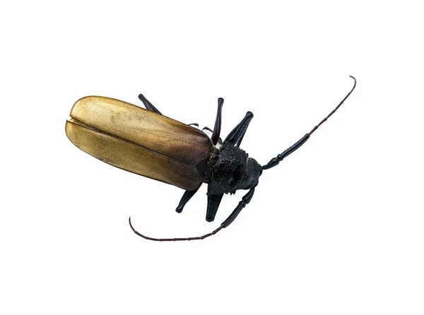 Martwe chrząszcz — Zdjęcie stockowe