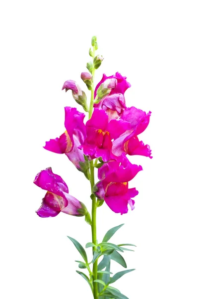 Flor Snapdragon rosa isolado — Fotografia de Stock