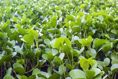 Ipomoea pes caprae keçi ayağı