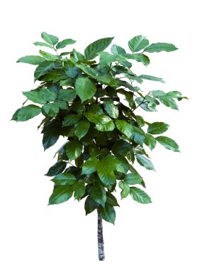 Genç pongamia pinnata (l.) pierre