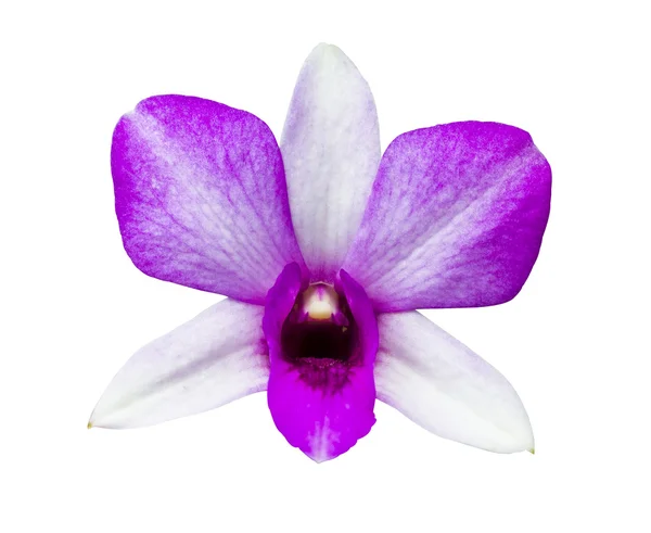 Orquídea branca e roxa isolada — Fotografia de Stock