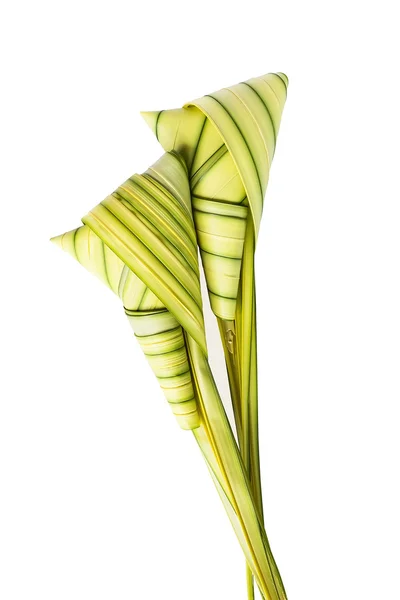 Rå blad av licuala paludosa griff isolerade — Stockfoto