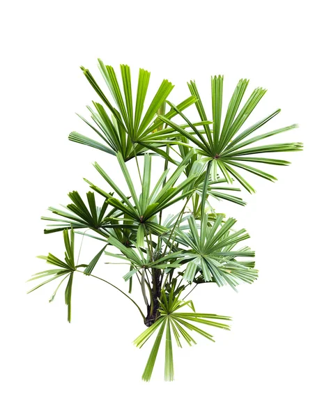 Licuala paludosa Griff tree isolated — Stock Photo, Image