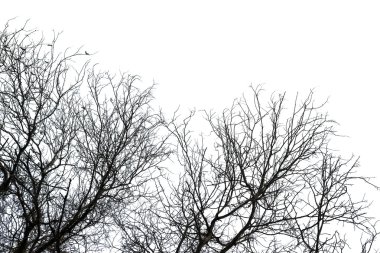 Kuru ölüm ağacı üzerinde beyaz izole