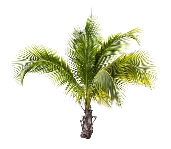 Young coconut tree isolated — Stock Photo, Image