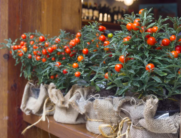 Macetas decorativas con sombrilla de coral ornamental (solanum pseudo — Foto de Stock