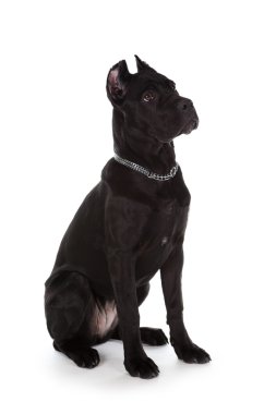 siyah köpek