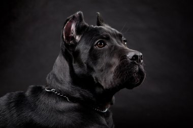 siyah köpek