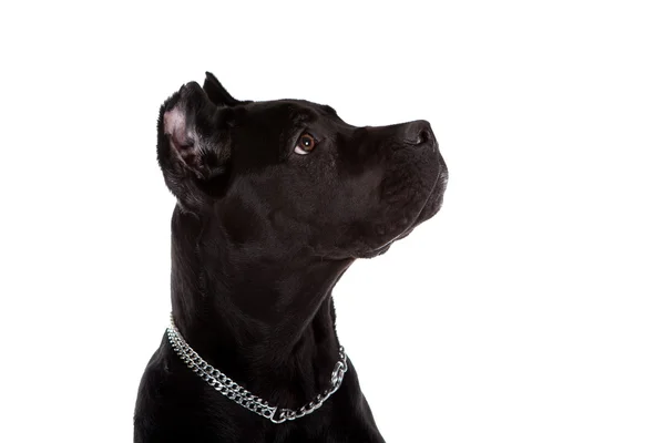 Perro negro — Foto de Stock