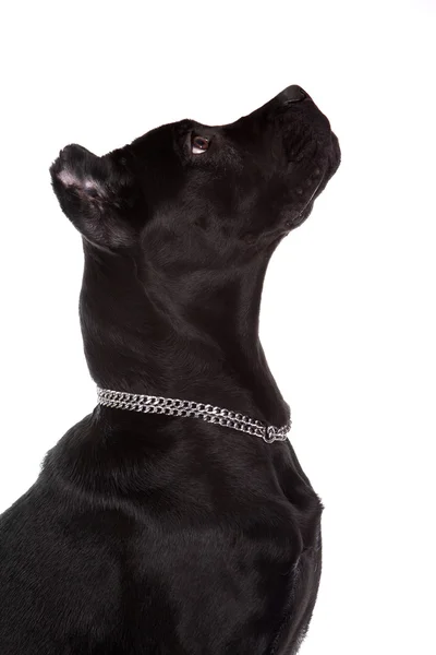 Μαύρο σκυλί — Φωτογραφία Αρχείου