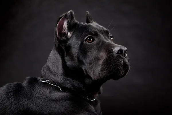 Cão preto — Fotografia de Stock