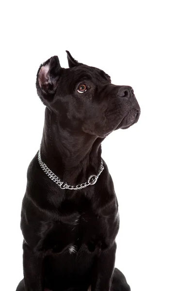 The black dog — Stock Photo, Image
