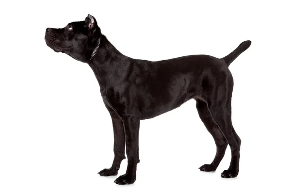 Černý pes — Stock fotografie