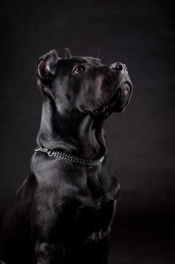 siyah köpek