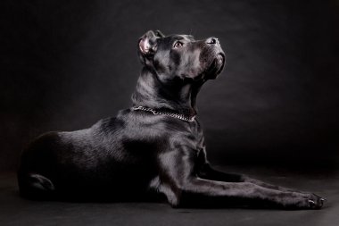 siyah köpek