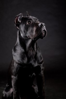 siyah köpek