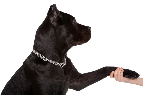 O cão preto — Fotografia de Stock