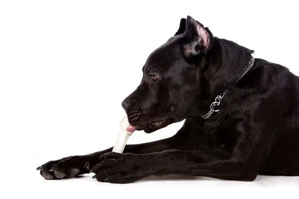 O cão preto — Fotografia de Stock