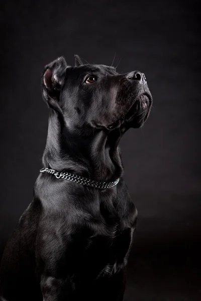 O cão preto — Fotografia de Stock