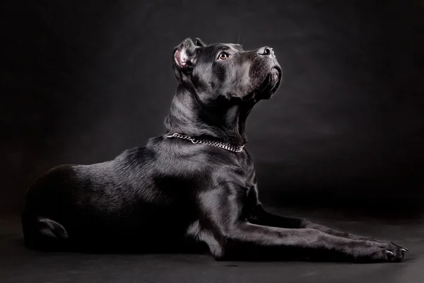 黑犬 — 图库照片