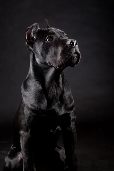 黑犬 — 图库照片#
