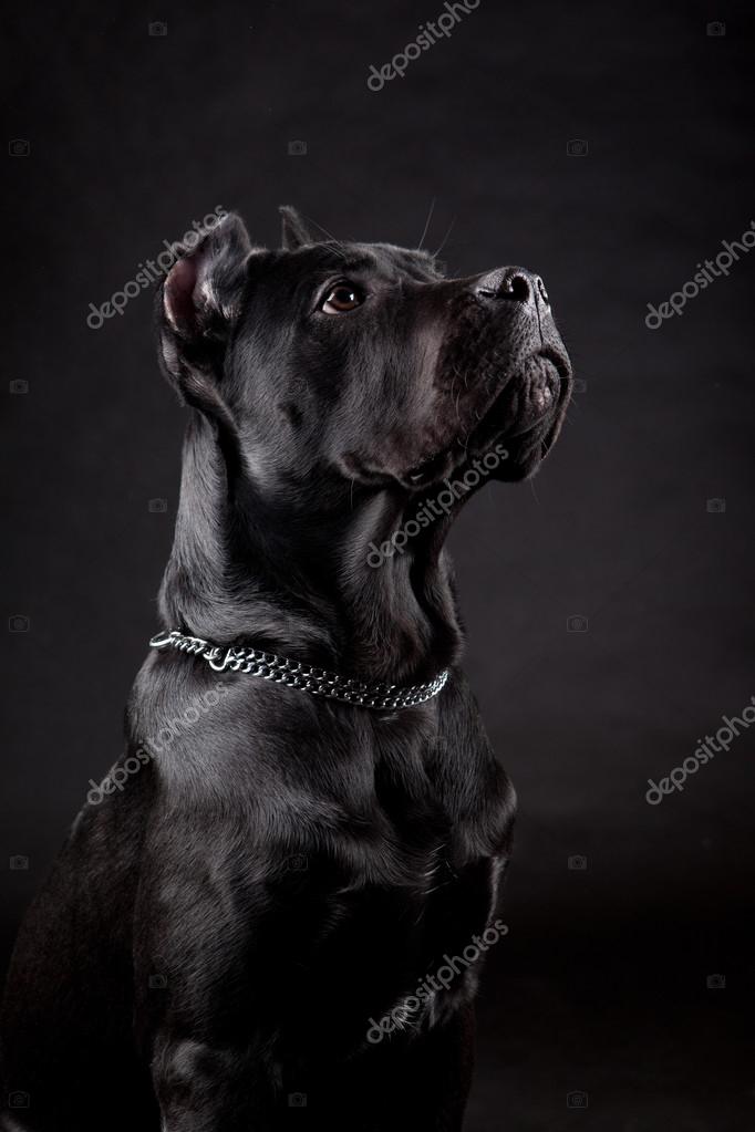 The black dog Stock Photo by ©migfoto 41281293