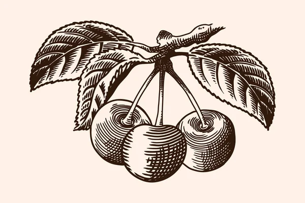 Ein Zweig Eines Baumes Mit Blättern Und Drei Kirschen Vektorzeichnung — Stockvektor