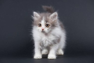 Siyah arka planda küçük tüylü beyaz bir kedi..