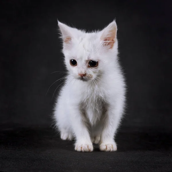 Маленькая Пушистая Белая Кошка Черном Фоне — стоковое фото