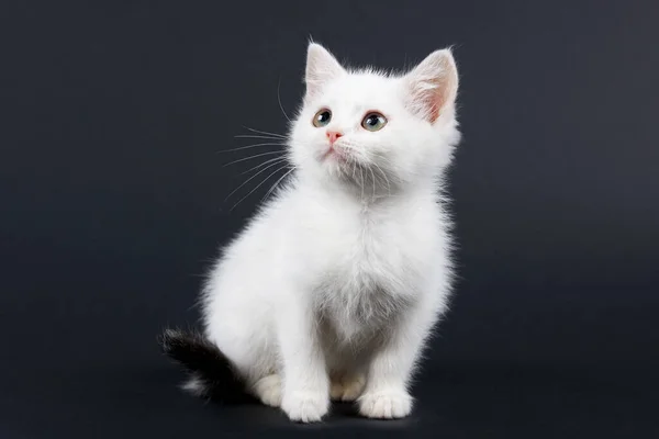 Kleine Flauschige Weiße Katze Auf Schwarzem Hintergrund — Stockfoto