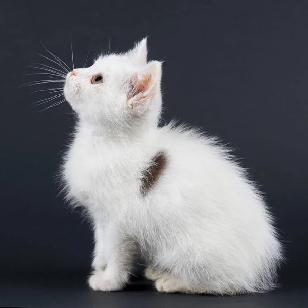 Kleine Flauschige Weiße Katze Auf Schwarzem Hintergrund — Stockfoto
