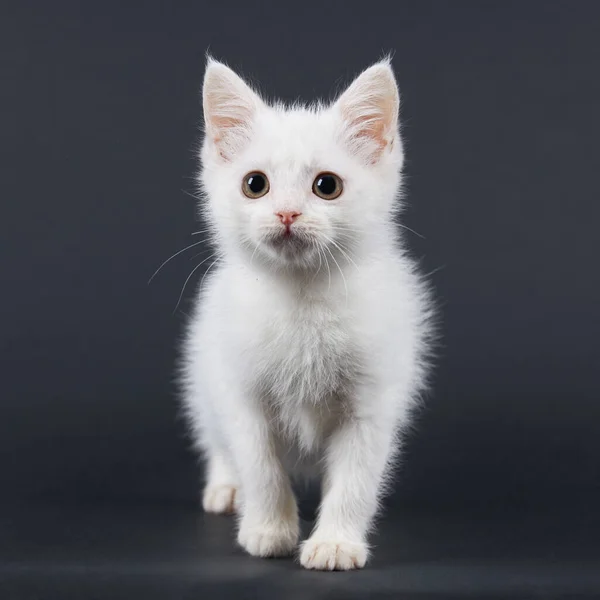 Маленькая Пушистая Белая Кошка Черном Фоне — стоковое фото