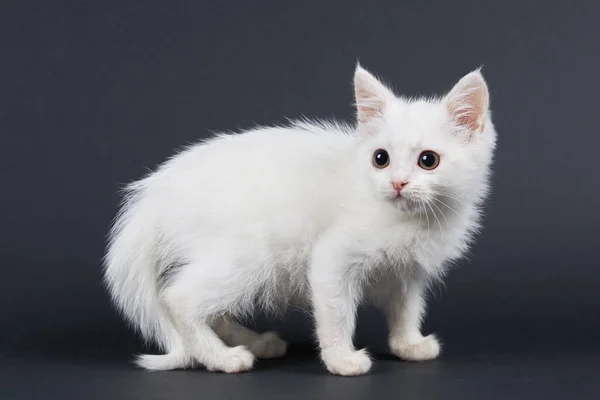 Маленький Пушистый Белый Испуганный Кот Черном Фоне — стоковое фото