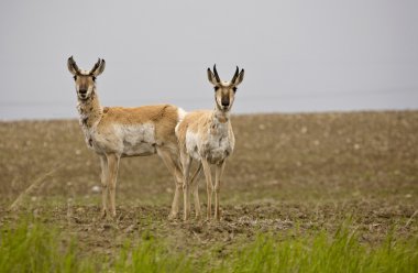 pronghorn antilop