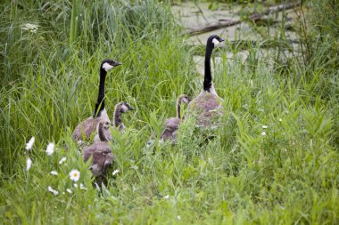 Kanada Kazı ve kuşlar
