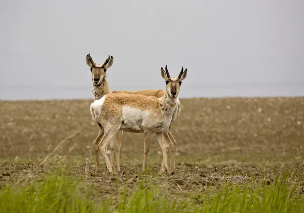 Pronghorn Antilope — Stockfoto