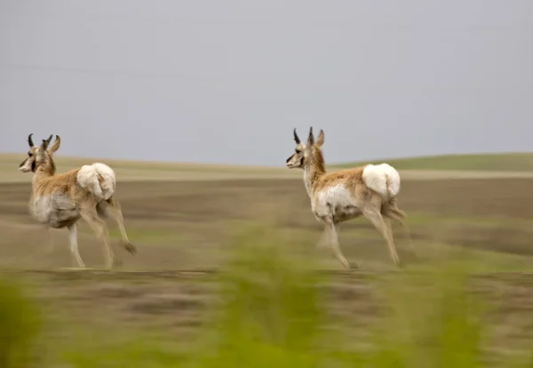 Gaffelbok antelope — Stockfoto