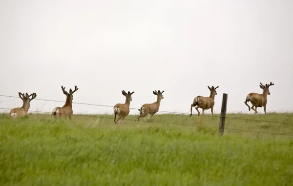 Běžící jeleny — Stock fotografie