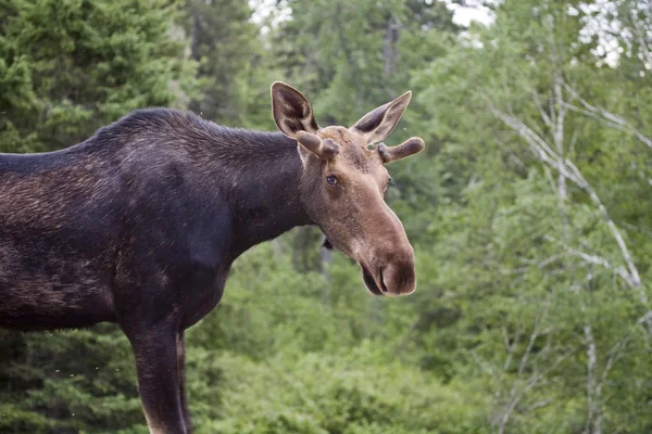 Young Bull Moose — Stock Photo, Image