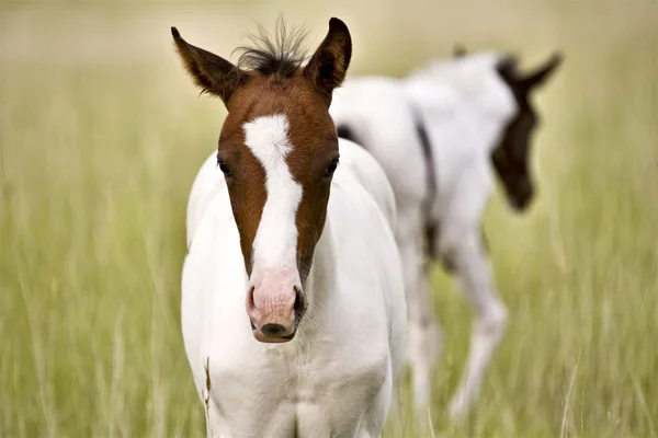 Hest hoppe og colt Saskatchewan felt - Stock-foto