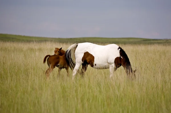 At kısrak ve colt saskatchewan alan — Stok fotoğraf