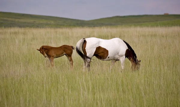 Kůň klisna a colt saskatchewan pole — Stock fotografie