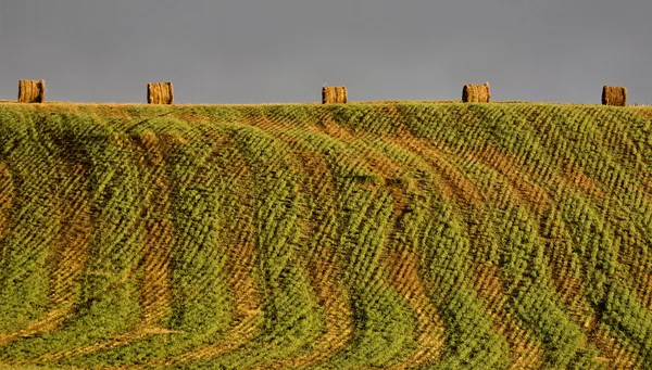 Hooibalen — Stockfoto