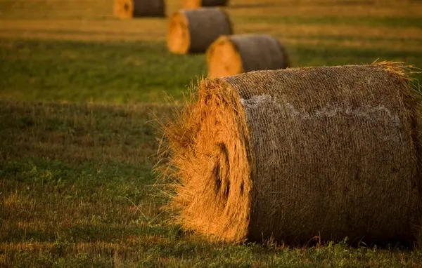 Pacas de heno — Foto de Stock